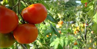 Grocery Gardens: Putting Groceries back in our Yards